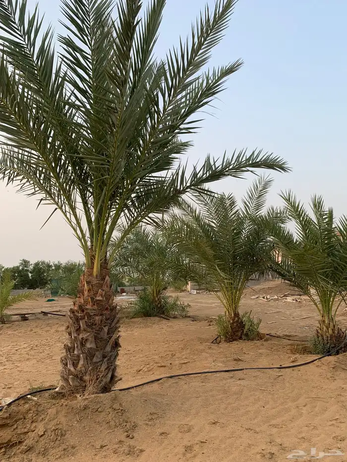 نخل للبيع 3