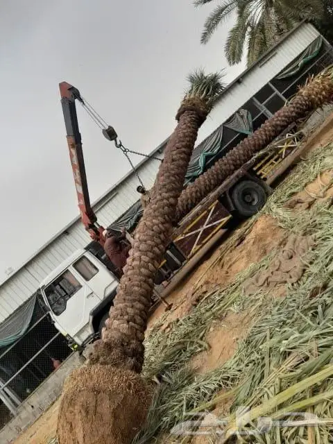 توريدنخيل وأشجار زيتون 3