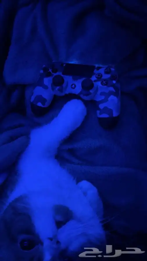 سكوتش فولد ذكر 8