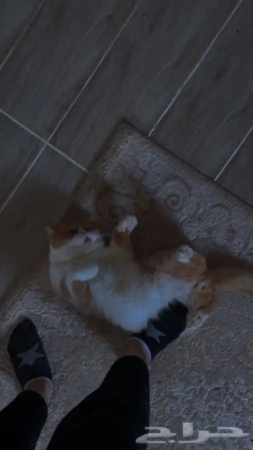 سكوتش فولد ذكر 6