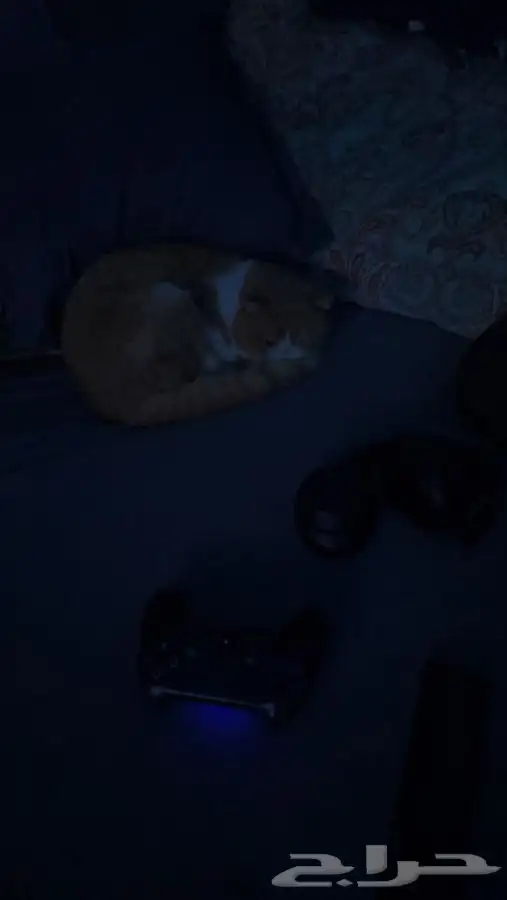 سكوتش فولد ذكر 5