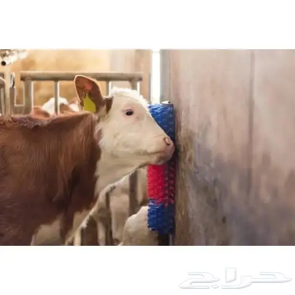 فرشاة تدليك للمواشي 1