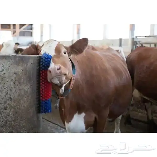 فرشاة تدليك للمواشي 2