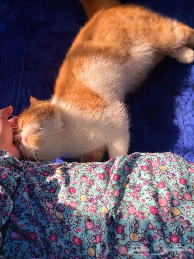 سكوتش فولد ذكر 1