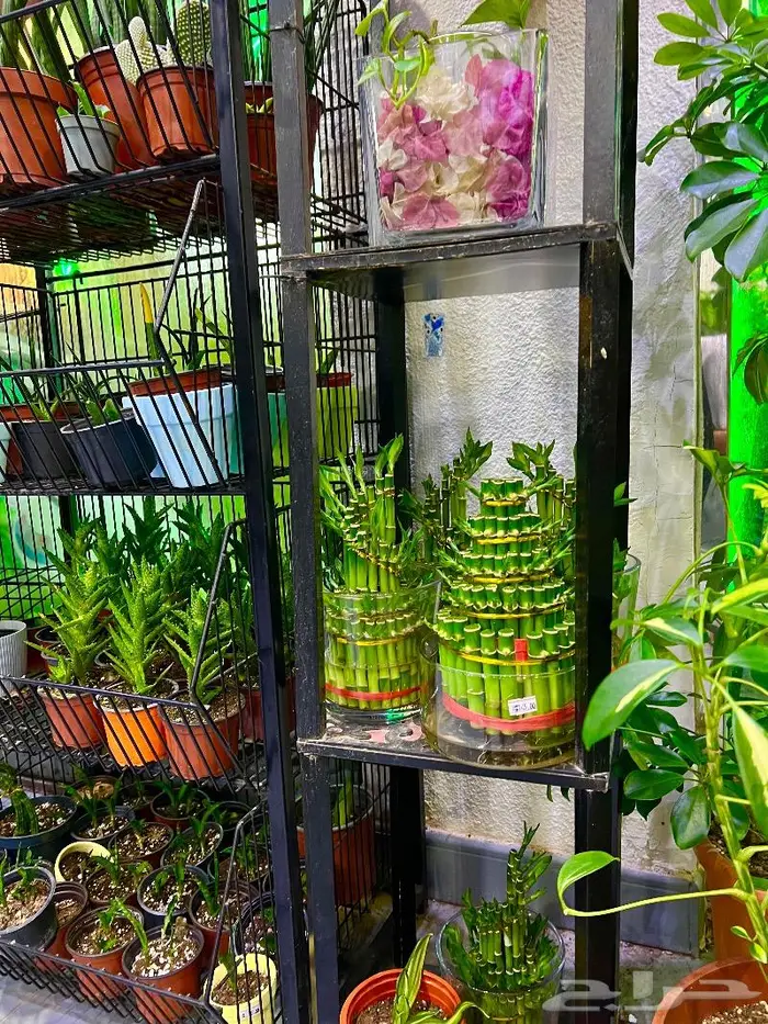 الجبيل  المنطقة الشرقية 3