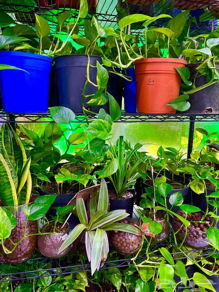 الجبيل  المنطقة الشرقية 4