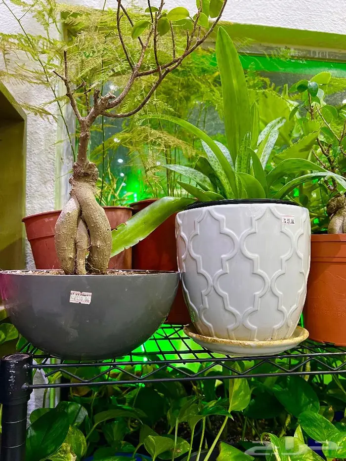 الجبيل  المنطقة الشرقية 5