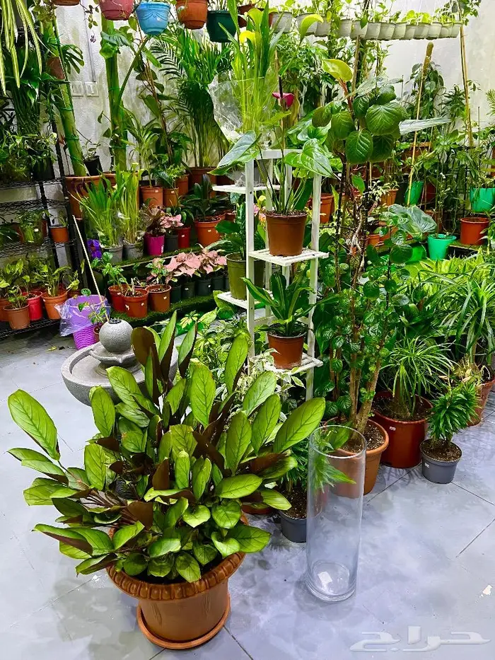 الجبيل  المنطقة الشرقية 8