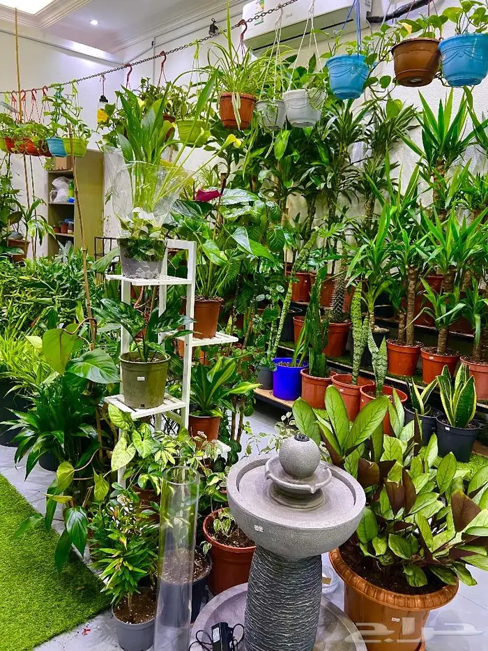 الجبيل  المنطقة الشرقية 9