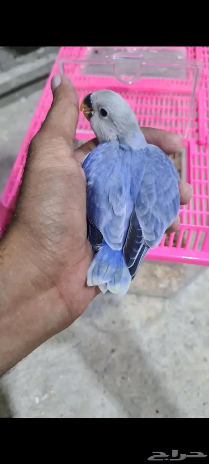 فرخ روز اليف وهدد 0