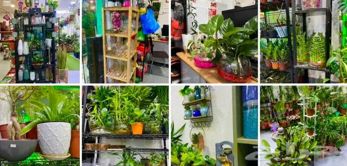 وصلتنا تشكيلة جديدة من النباتات الداخلية والخارجية 71