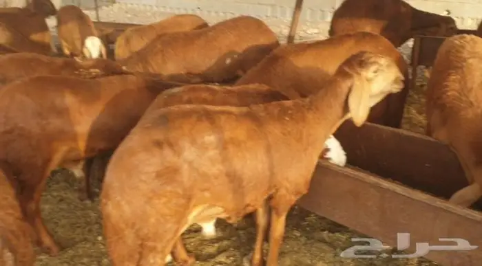 ذبايح حري سواكني عقيقه مناسبه زواج صدقه .. 15