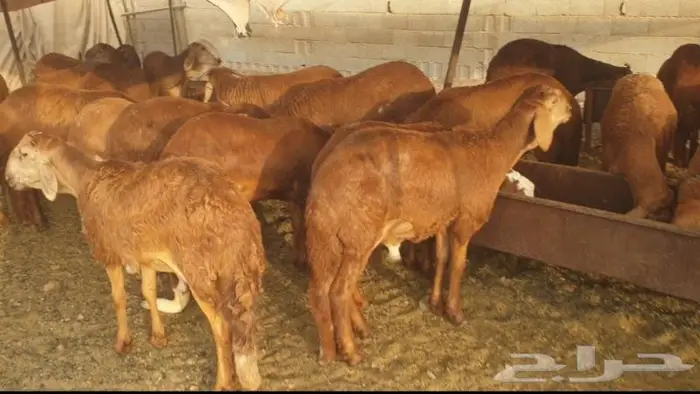 ذبايح حري سواكني عقيقه مناسبه زواج صدقه .. 17