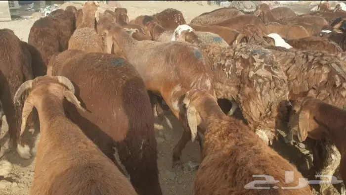 ذبايح حري سواكني عقيقه مناسبه زواج صدقه .. 20