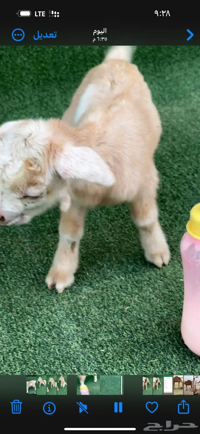 ماعز قزم تشيكي أمريكي 0