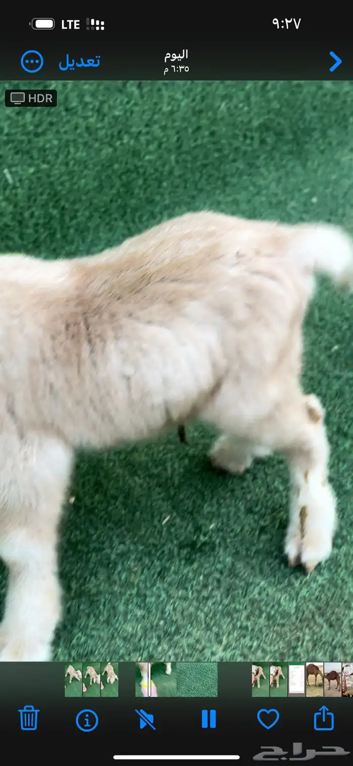 ماعز قزم تشيكي أمريكي 1