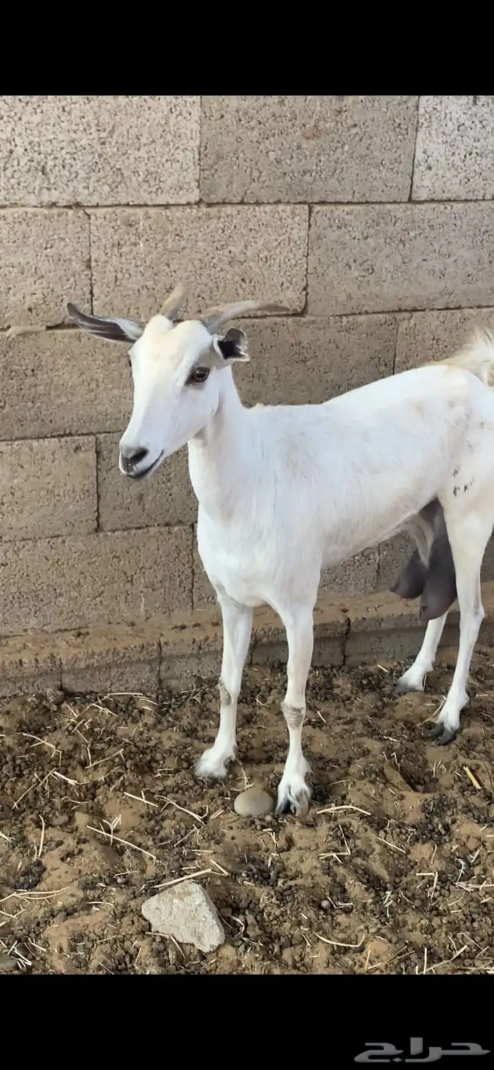 عنز حليب ( تم البيع ) 1
