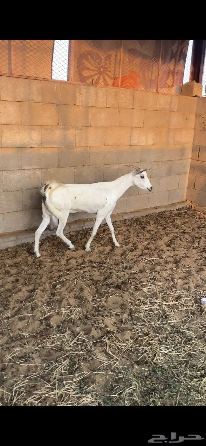 عنز حليب ( تم البيع ) 0