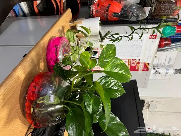 الجبيل  المنطقة الشرقية 2