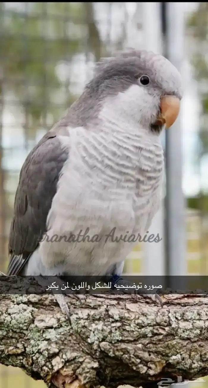 ( تم البيع )  فروخ كويكر رصاصي ( كوبالت) 5