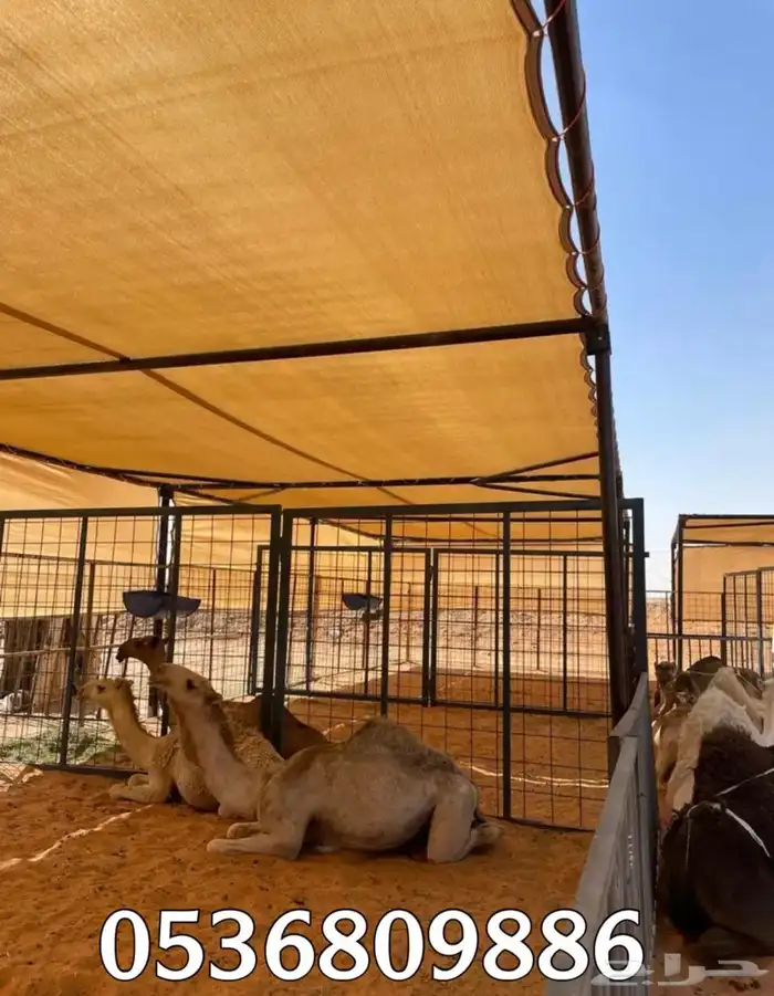 مظلات الابل او مظلات الحلال 12