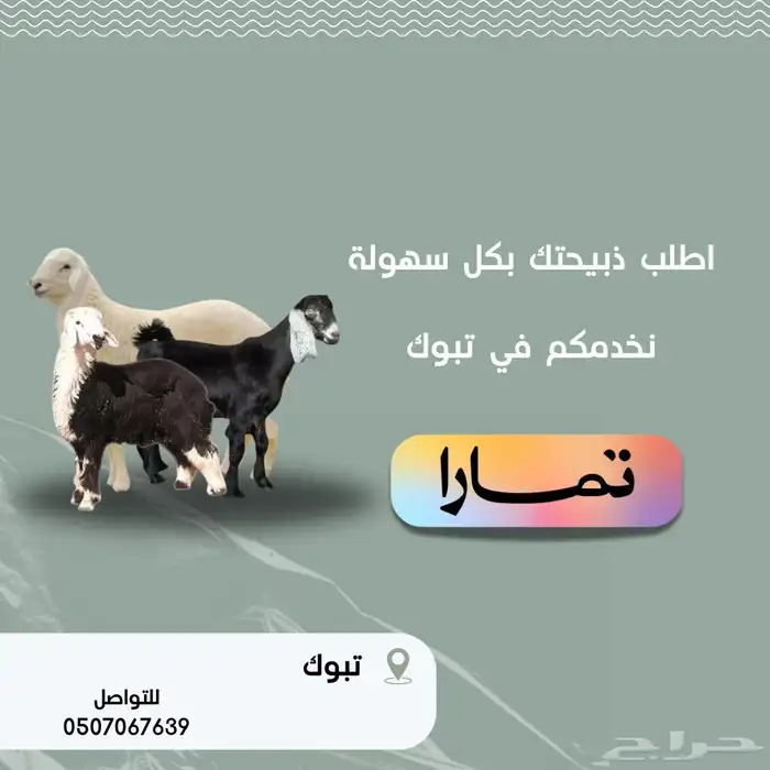 ذبايح نعيم نجدي حري سواكني 0