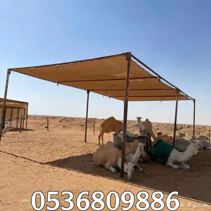 مظلات الابل او مظلات الحلال 14