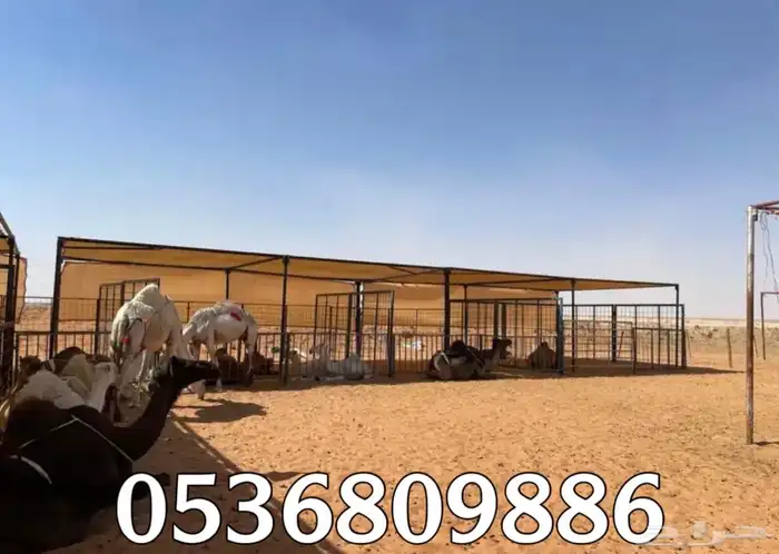 مظلات الابل او مظلات الحلال 15