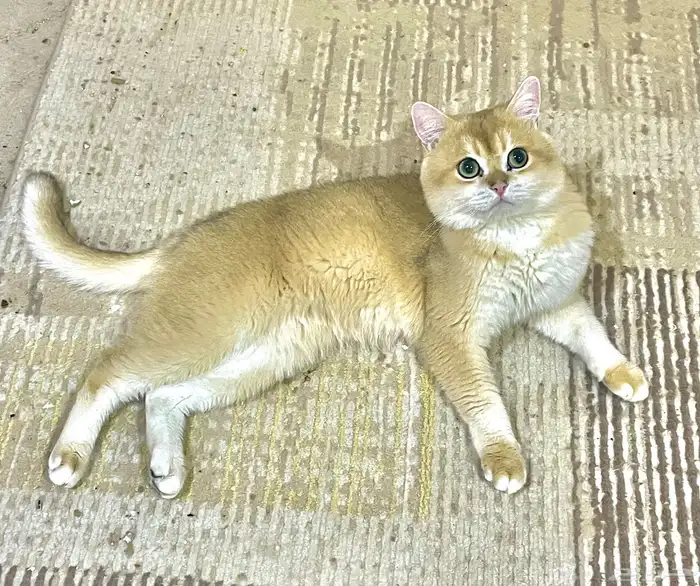 برتش قولد NY12 للتزاوج و للبيع _ الخرج 4