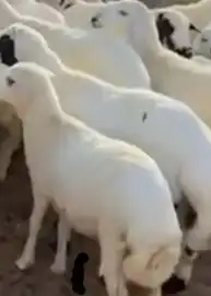 مطلوب عدد 100 راس غنم ضان للبيع حوليه 0