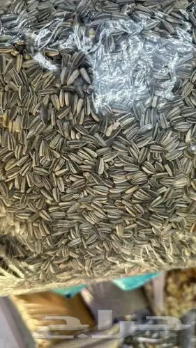 حب شمس حب شمسي صغير كبير روز كاسكو 0