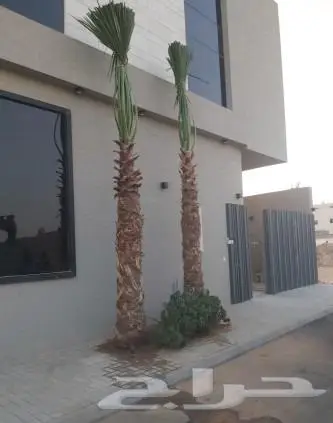 نخل واشنطن زي 3