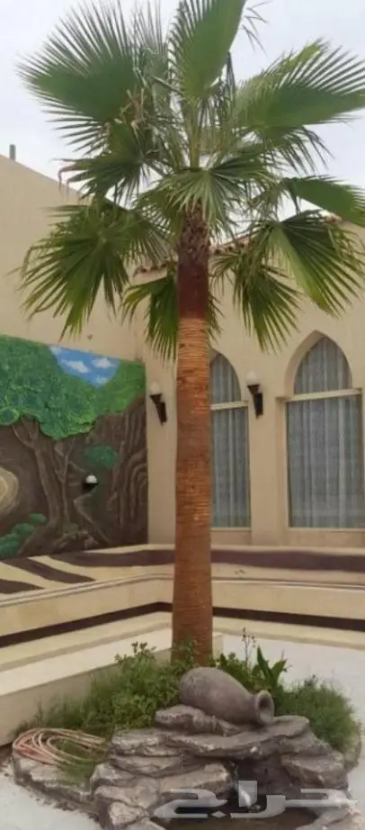 نخل واشنطن زي 12