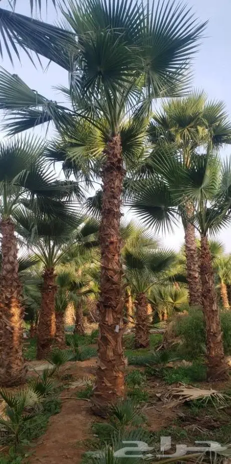 نخل واشنطن زي 21