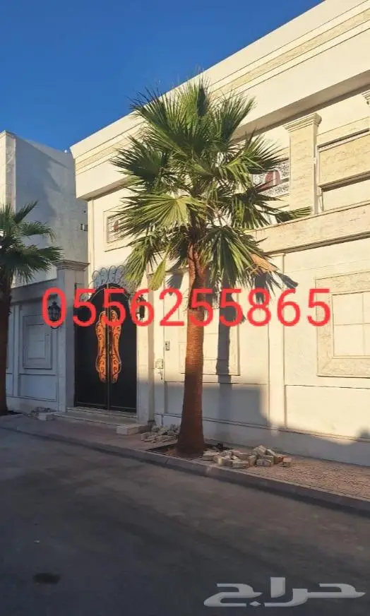 نخل واشنطن زي 15