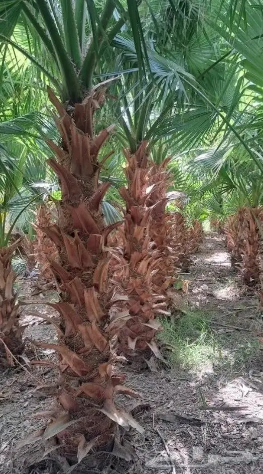 نخل واشنطن زي 25