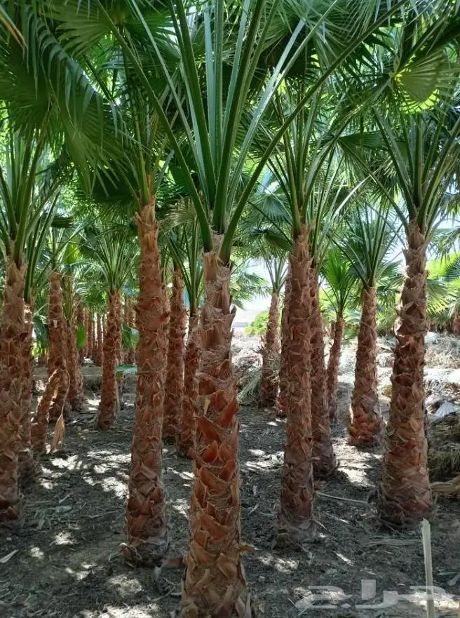 نخل واشنطن زي 30