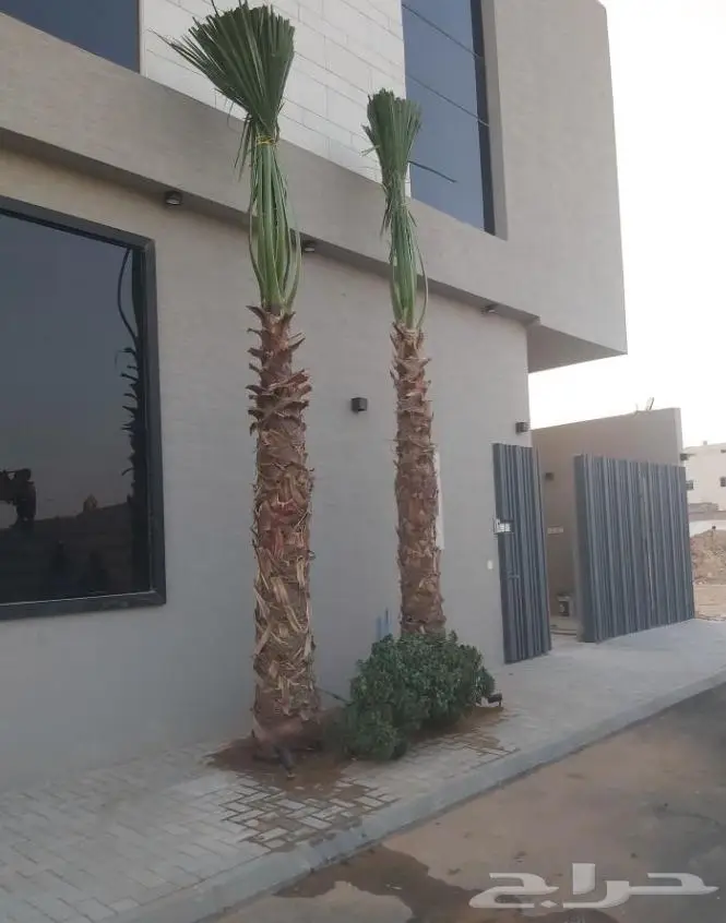 نخل واشنطن زي 7