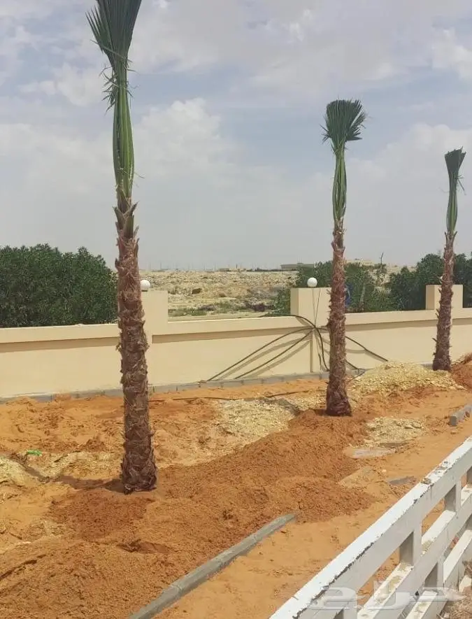 نخل واشنطن زي 17