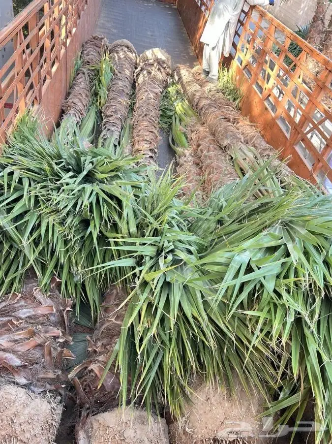 نخل واشنطن زي 33