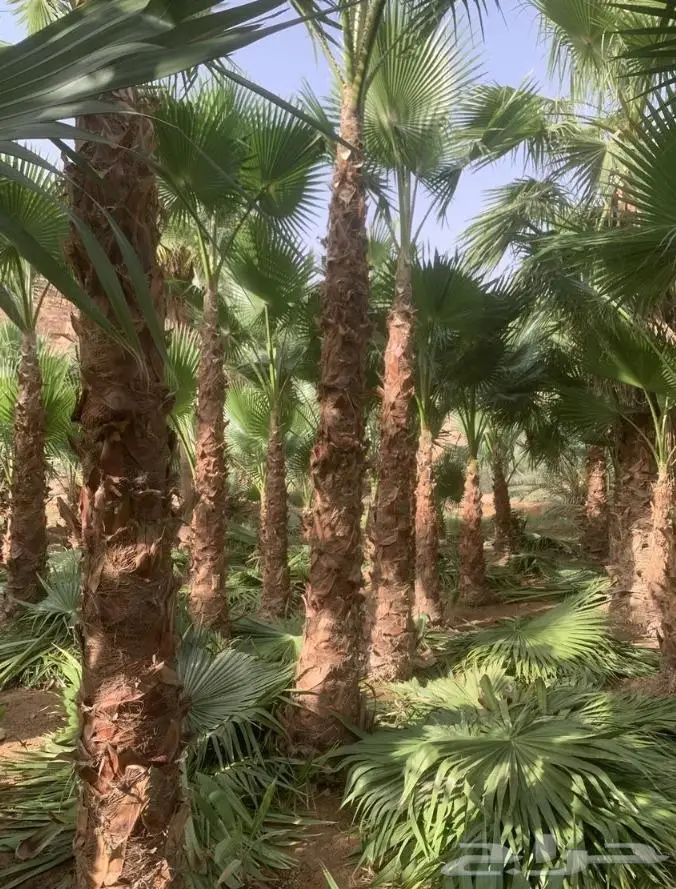 نخل واشنطن زي 28