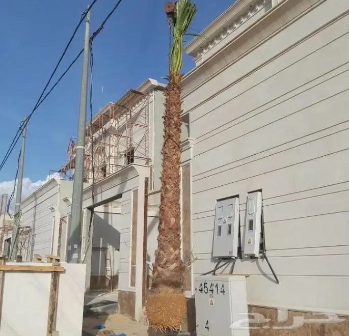 نخل واشنطن زي 10