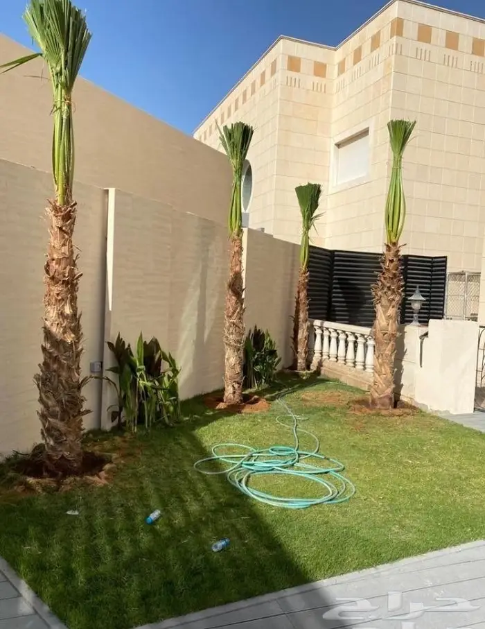 نخل واشنطن زي 26