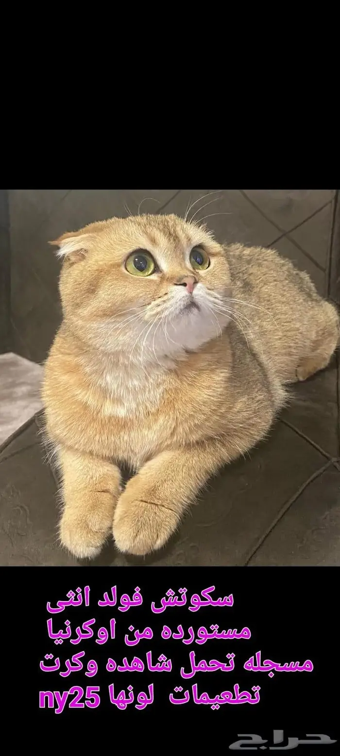 للبيع قطط سكوتش فولد وستريت 0