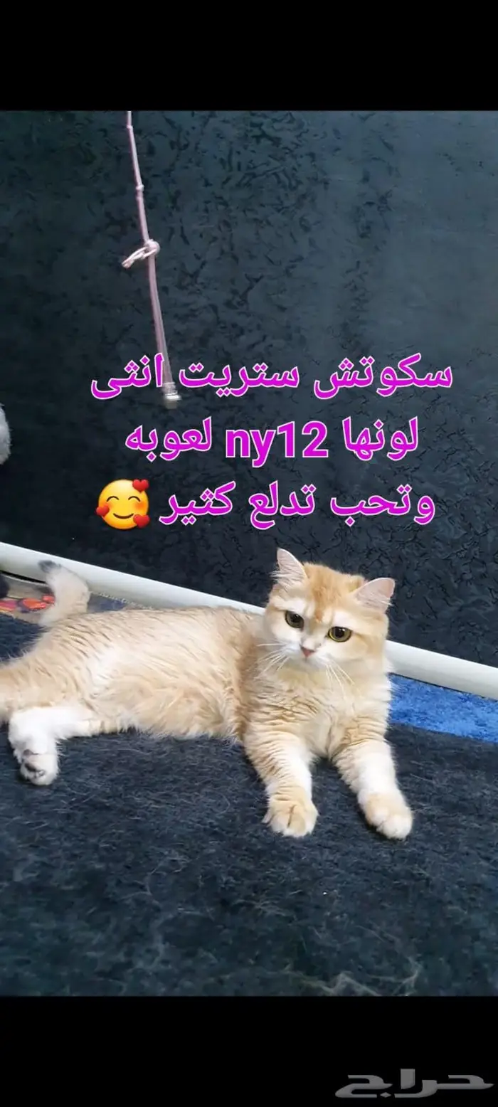 للبيع قطط سكوتش فولد وستريت 1