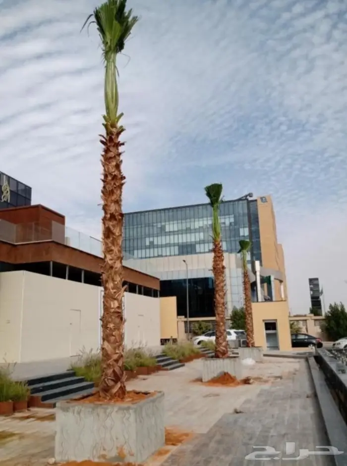 نخل واشنطن زي 23