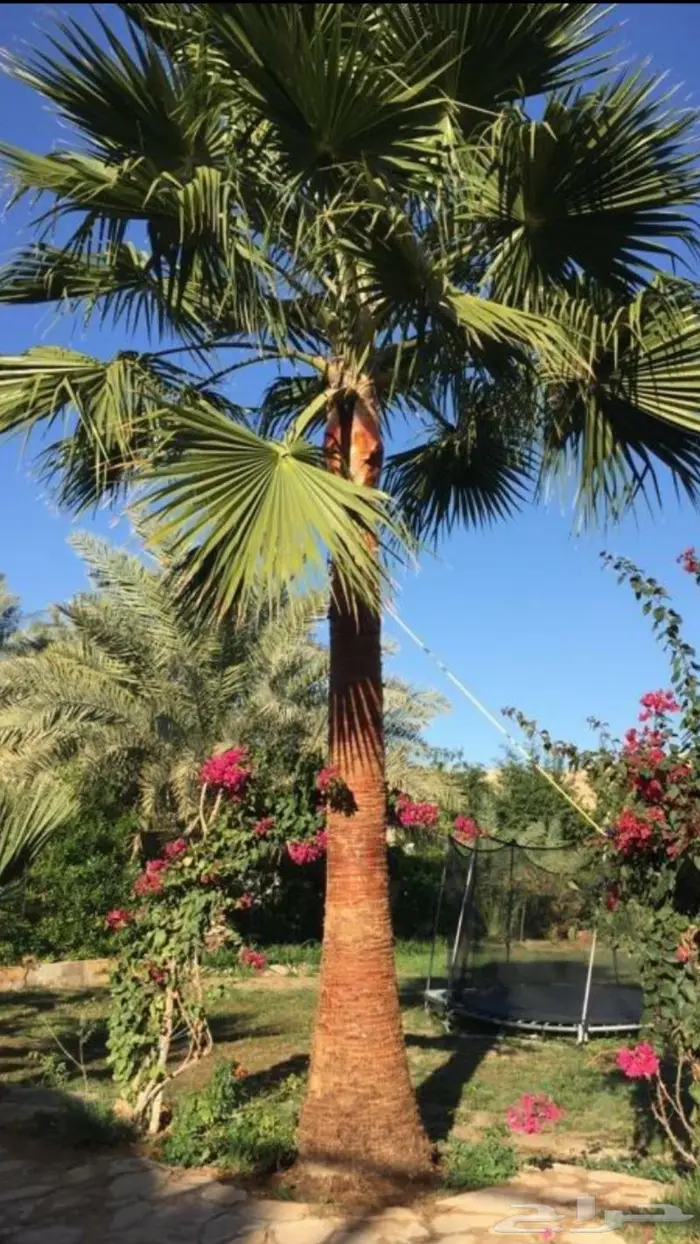 نخل واشنطن زي 34