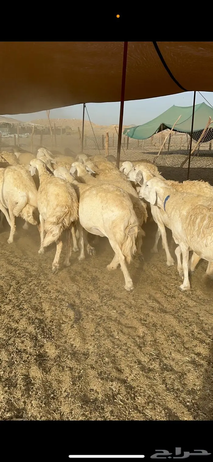 غنم حرية حرش صنف مراح مقنوي 50 0