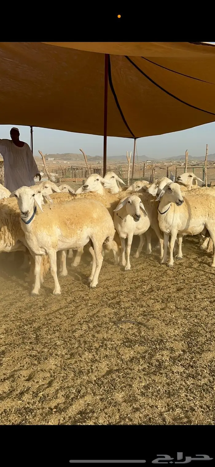 غنم حرية حرش صنف مراح مقنوي 50 1