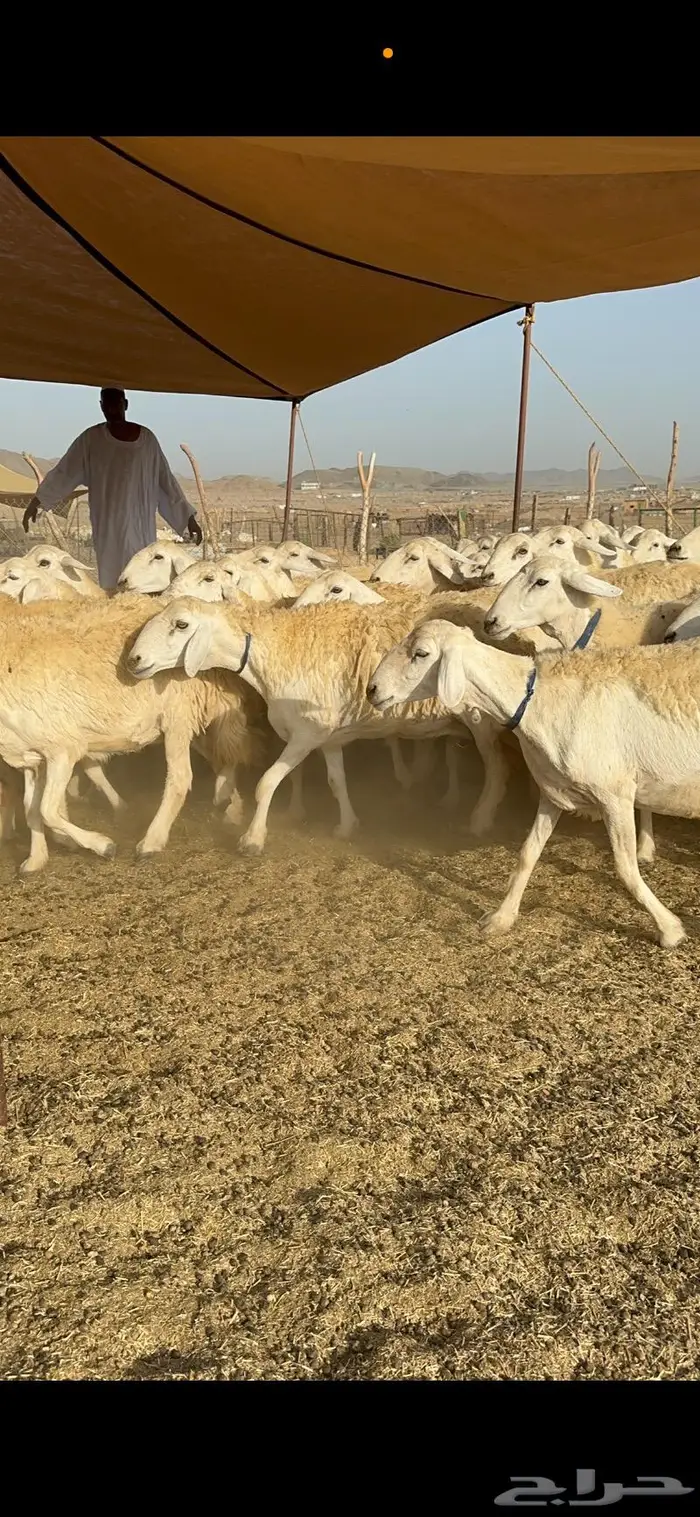 غنم حرية حرش صنف مراح مقنوي 50 2